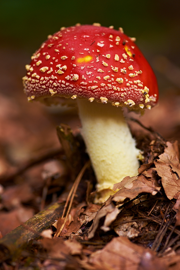 Fliegenpilz