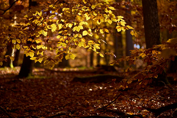 Herbst im Pfälzer Wald II