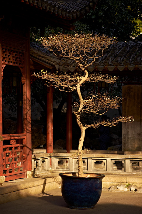 Shanghai 20