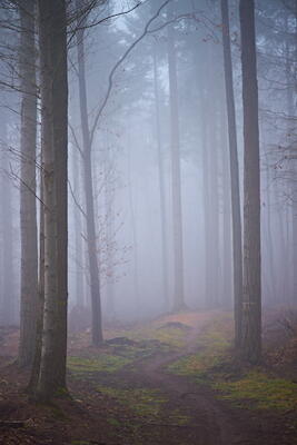 Nebelwald