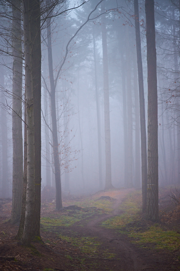 Nebelwald