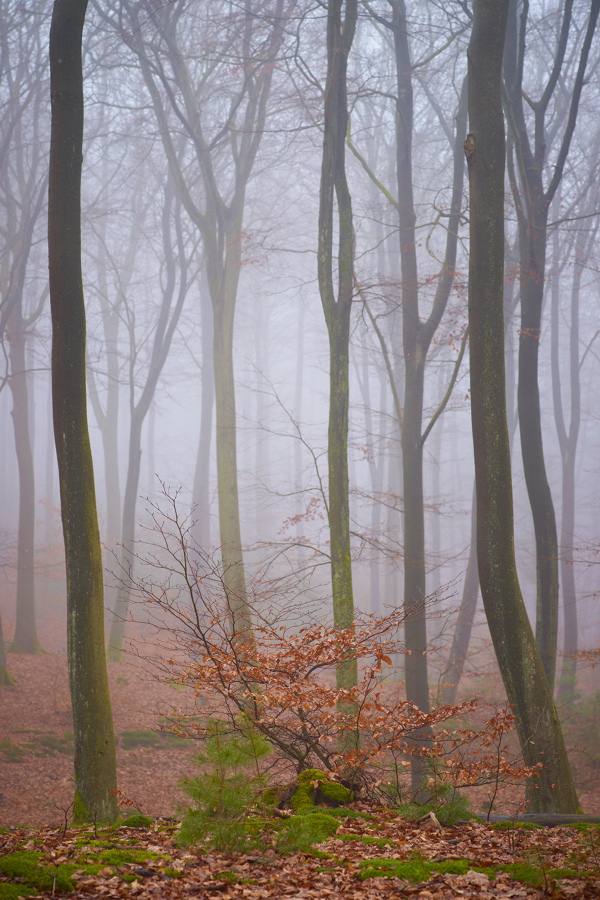 Nebelwald III