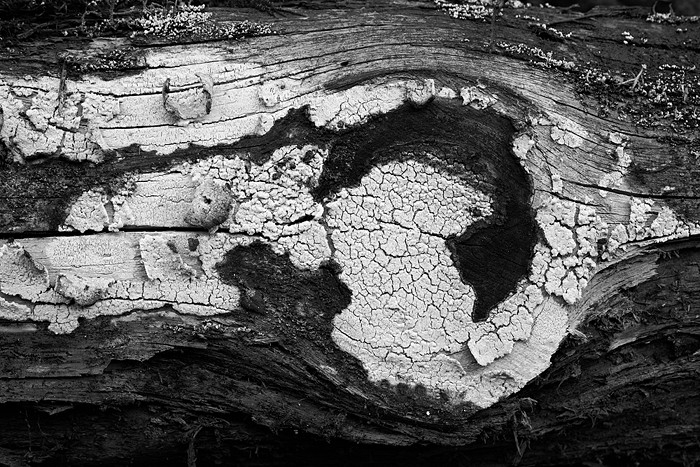 Holzmuster