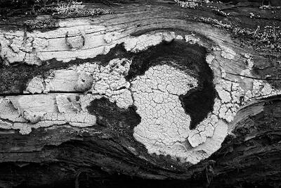 Holzmuster