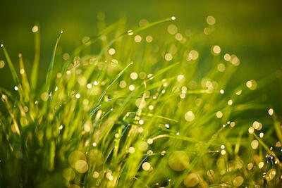 Gras