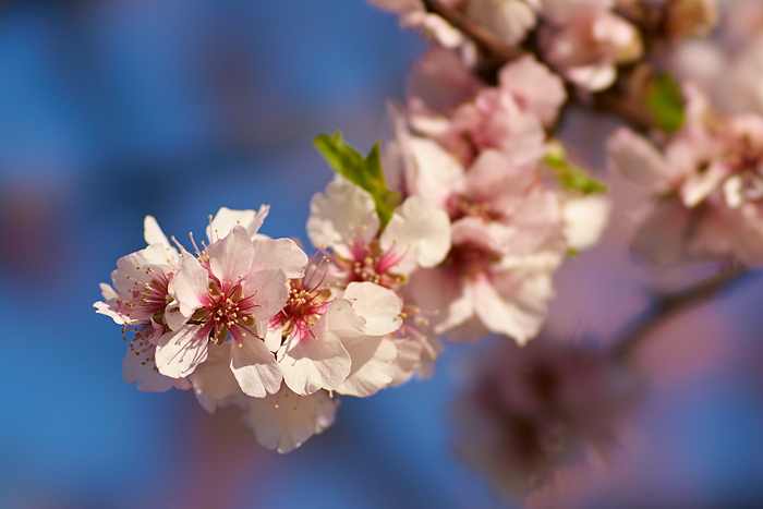 Kirschblüte