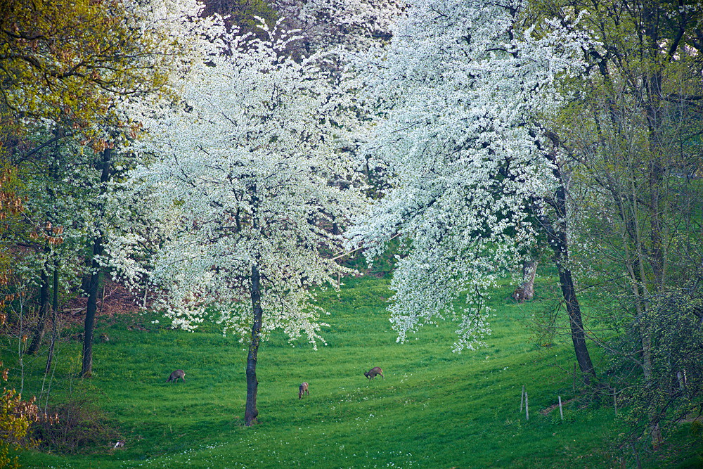 Rehe