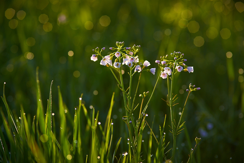 Wiesenschaumkraut II