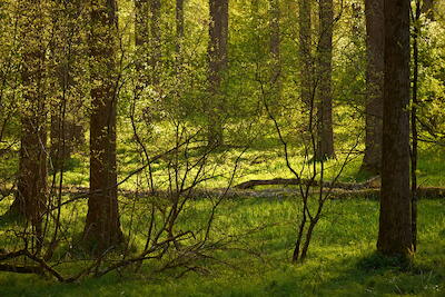 Frühlingswald