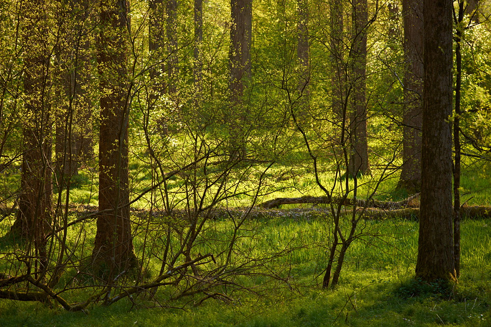 Frühlingswald
