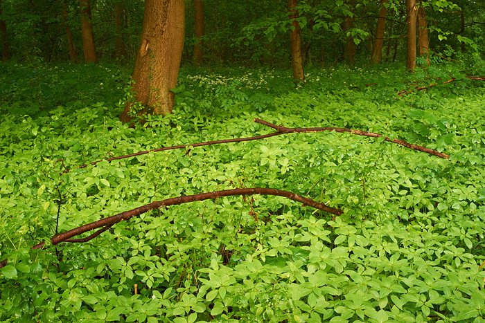 In der Rheinaue II