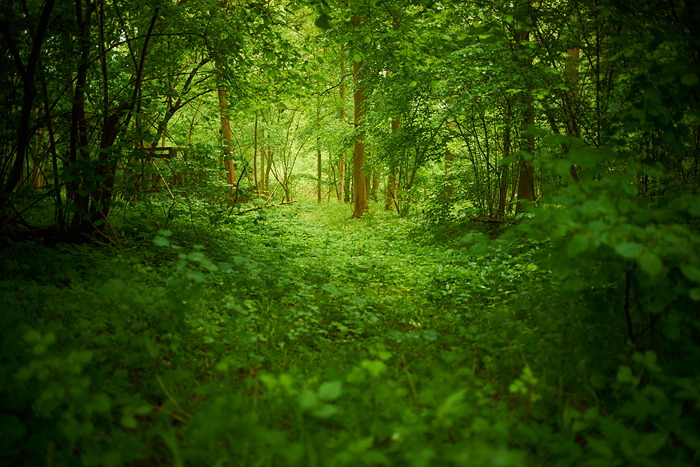 In der Rheinaue IV
