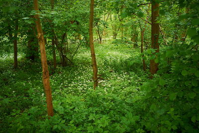 In der Rheinaue V
