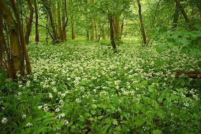 In der Rheinaue VI