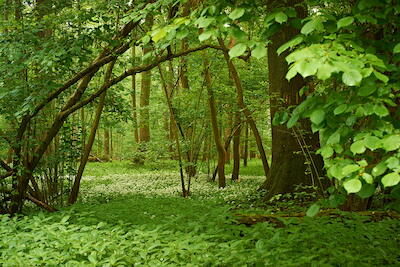 In der Rheinaue VII
