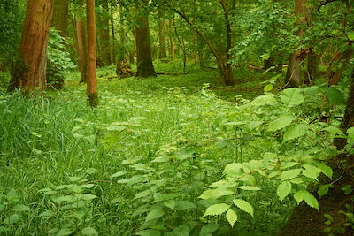 In der Rheinaue VIII