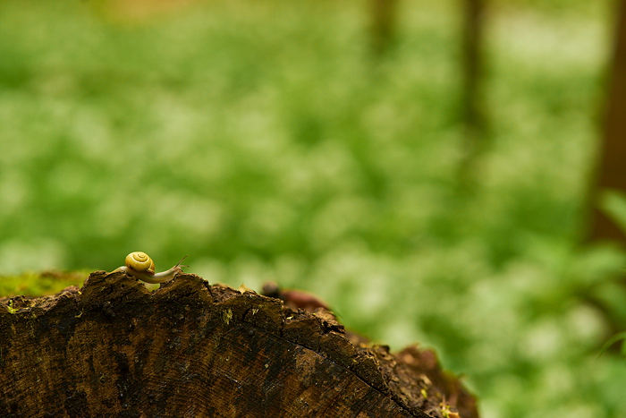 Schnecke unterwegs.
