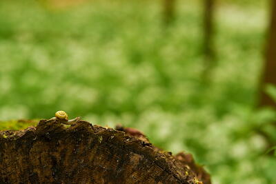Schnecke unterwegs.