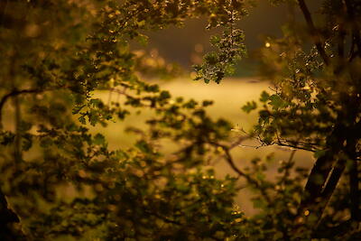 Am Waldrand II
