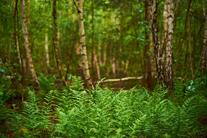 Birkenwald