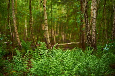 Birkenwald