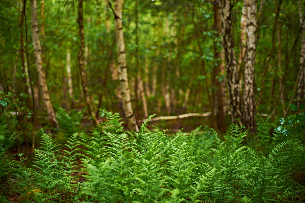 Birkenwald