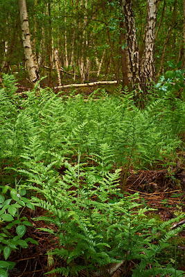 Birkenwald II
