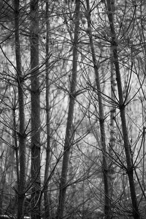 Wald