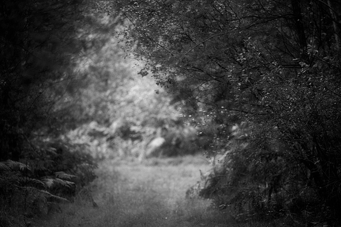 Im Wald