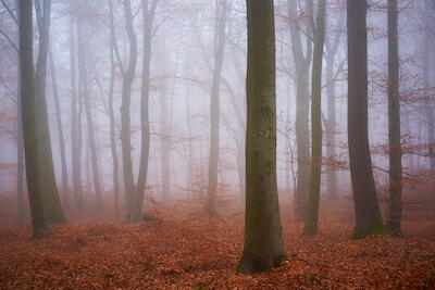 Im Nebel