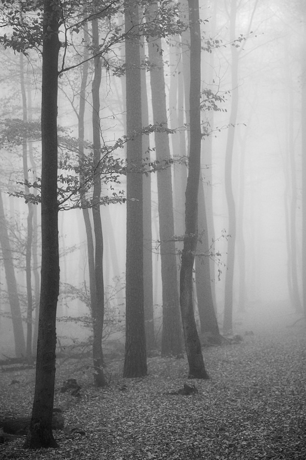 Im Nebel II