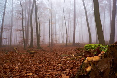Im Nebel III