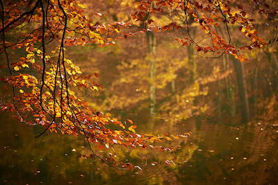 Herbstzweige