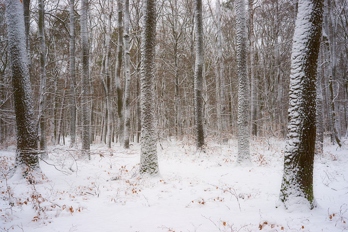 Winterwald