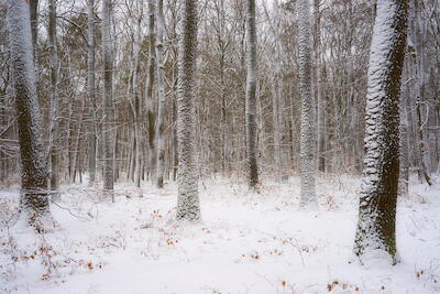 Winterwald