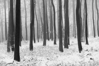 Winterwald II