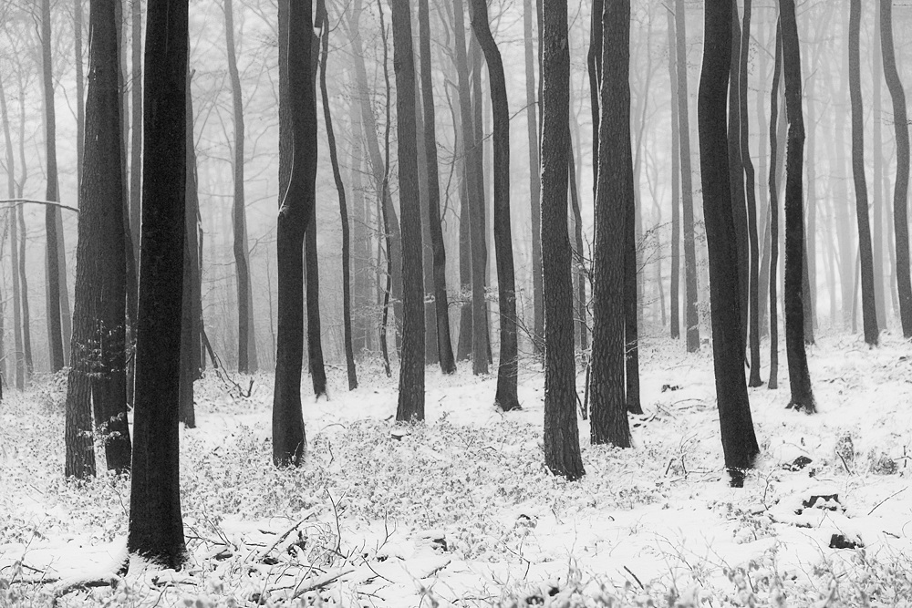 Winterwald II