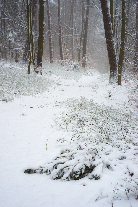Winterwald III