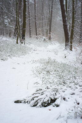 Winterwald III
