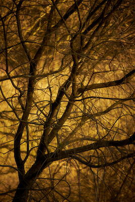 Baum