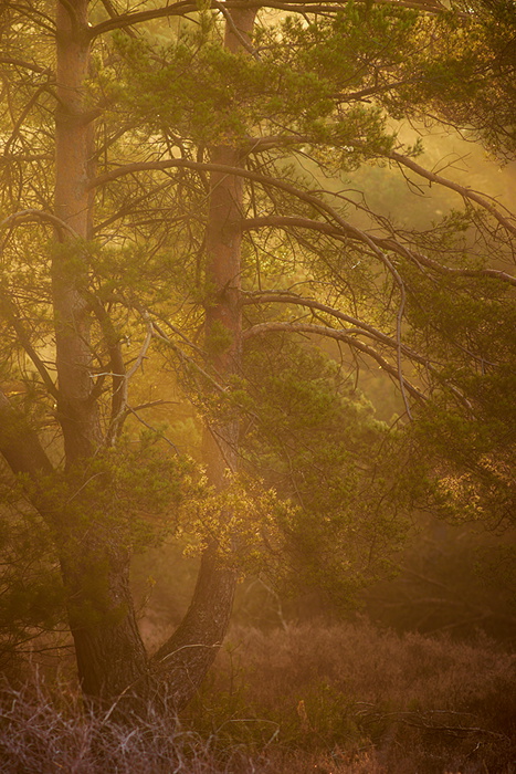 Heide III