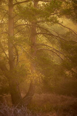 Heide III