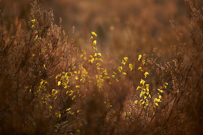 Heide II