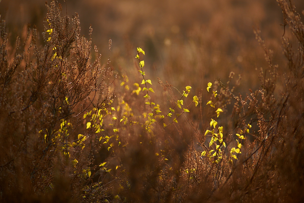 Heide II