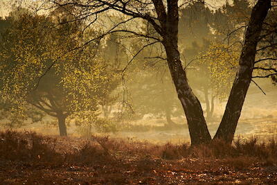 Heide