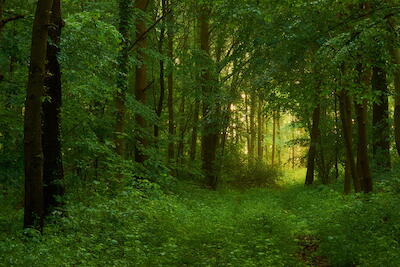 Rheinaue