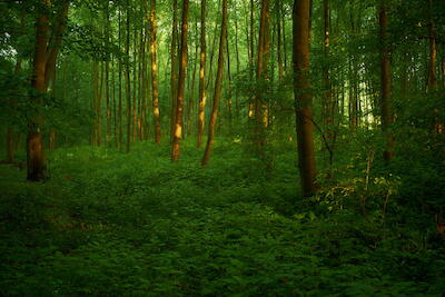 Rheinaue IV