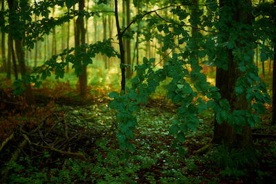 Rheinaue V