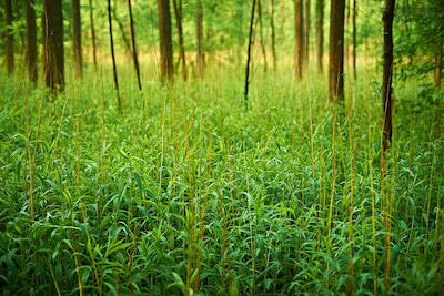 Rheinaue VI