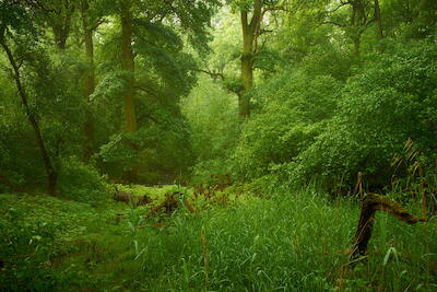 Rheinaue IX